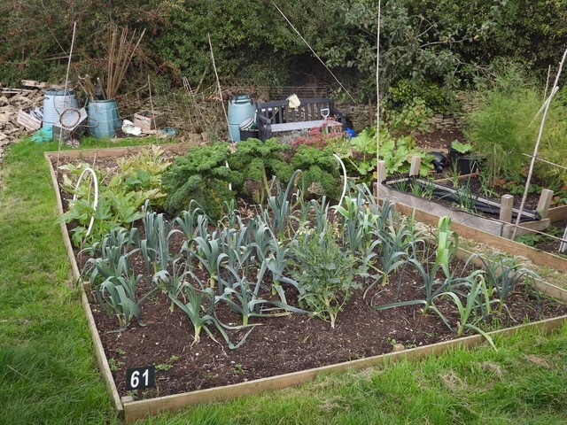 A view of a plot with leeks in the foreground.